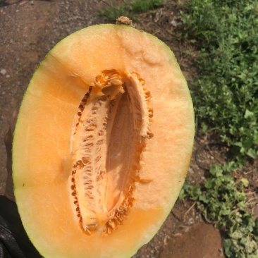 精品西州蜜25哈密瓜大量上市