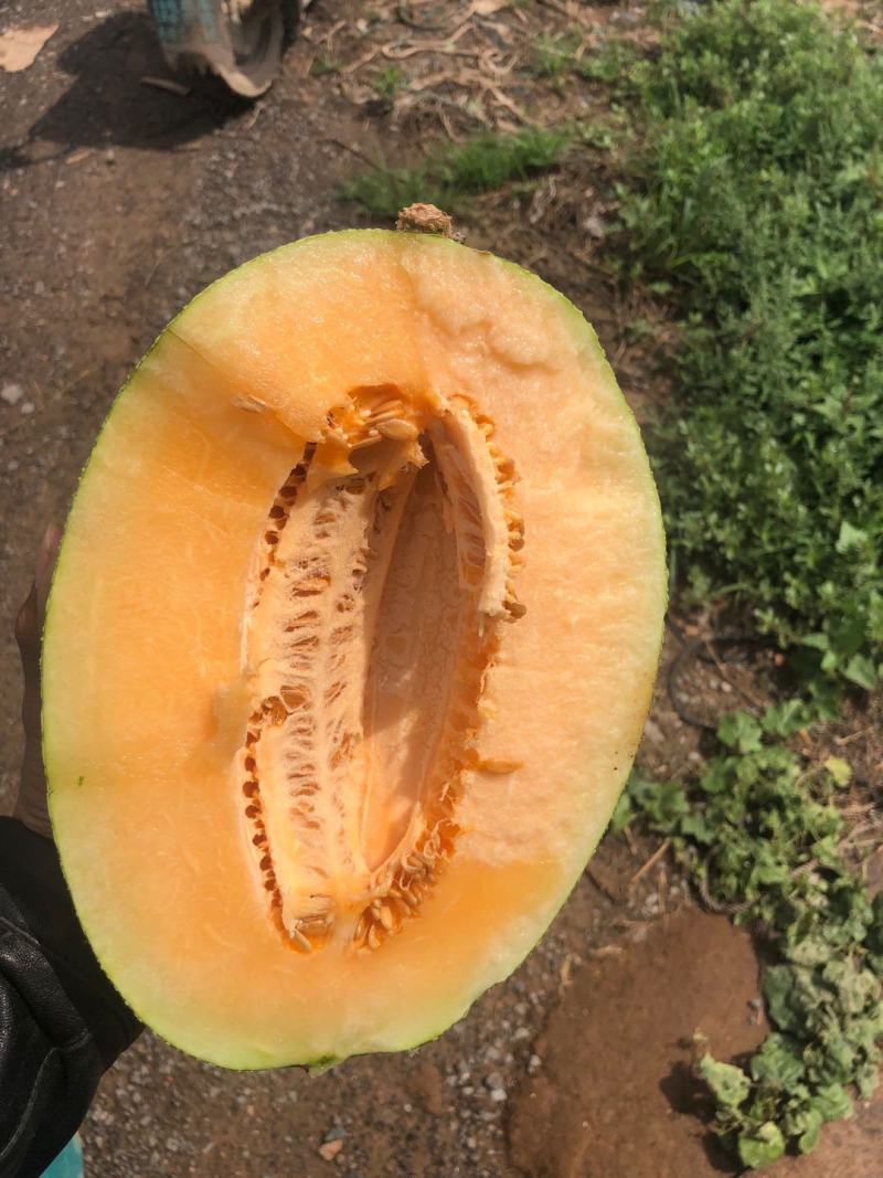 精品西州蜜25哈密瓜大量上市