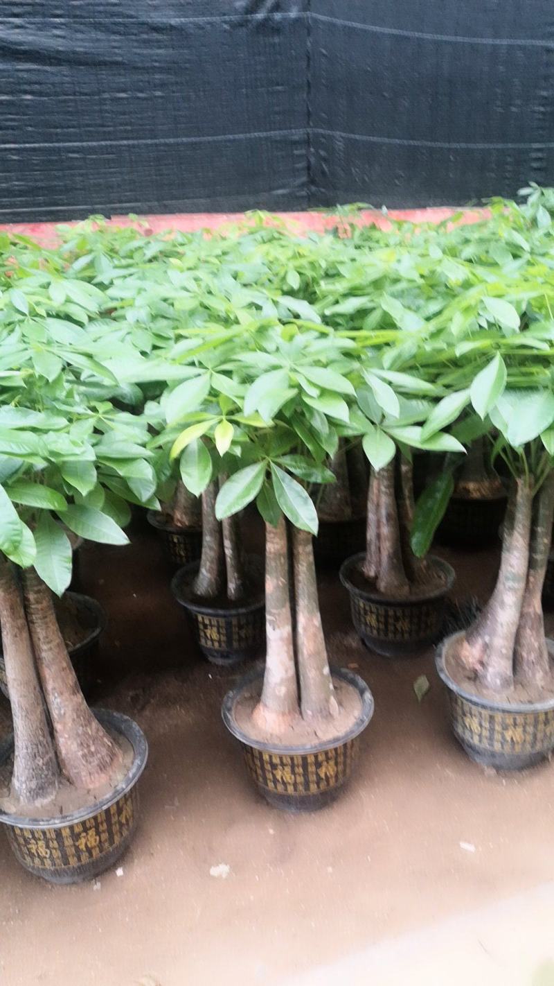 发财树，寓意很好的观叶观径植物。