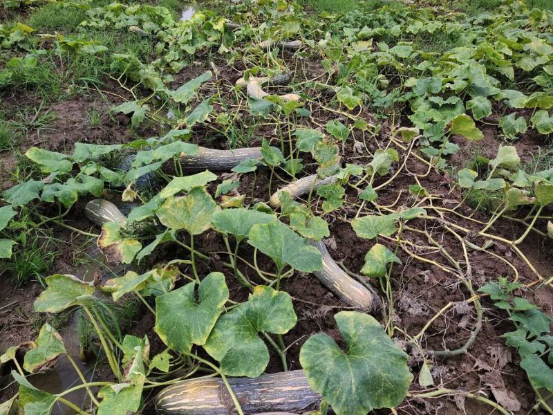 健美密本南瓜，自己基地，种植面积大