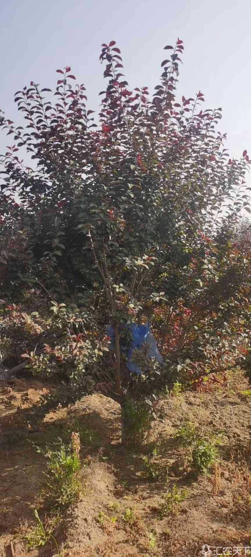 中华太阳李：乔灌木，落叶小乔木，绿化工程苗木