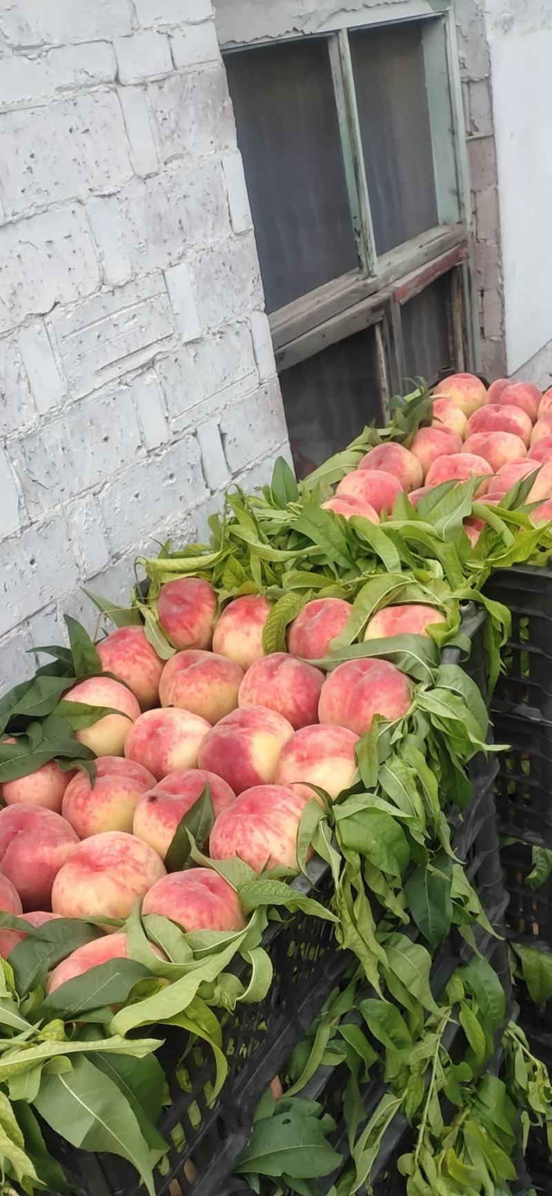 初夏红菊