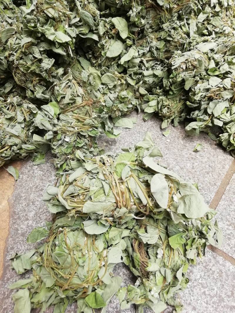 广西新货金钱草，扎把金钱草批发加零售