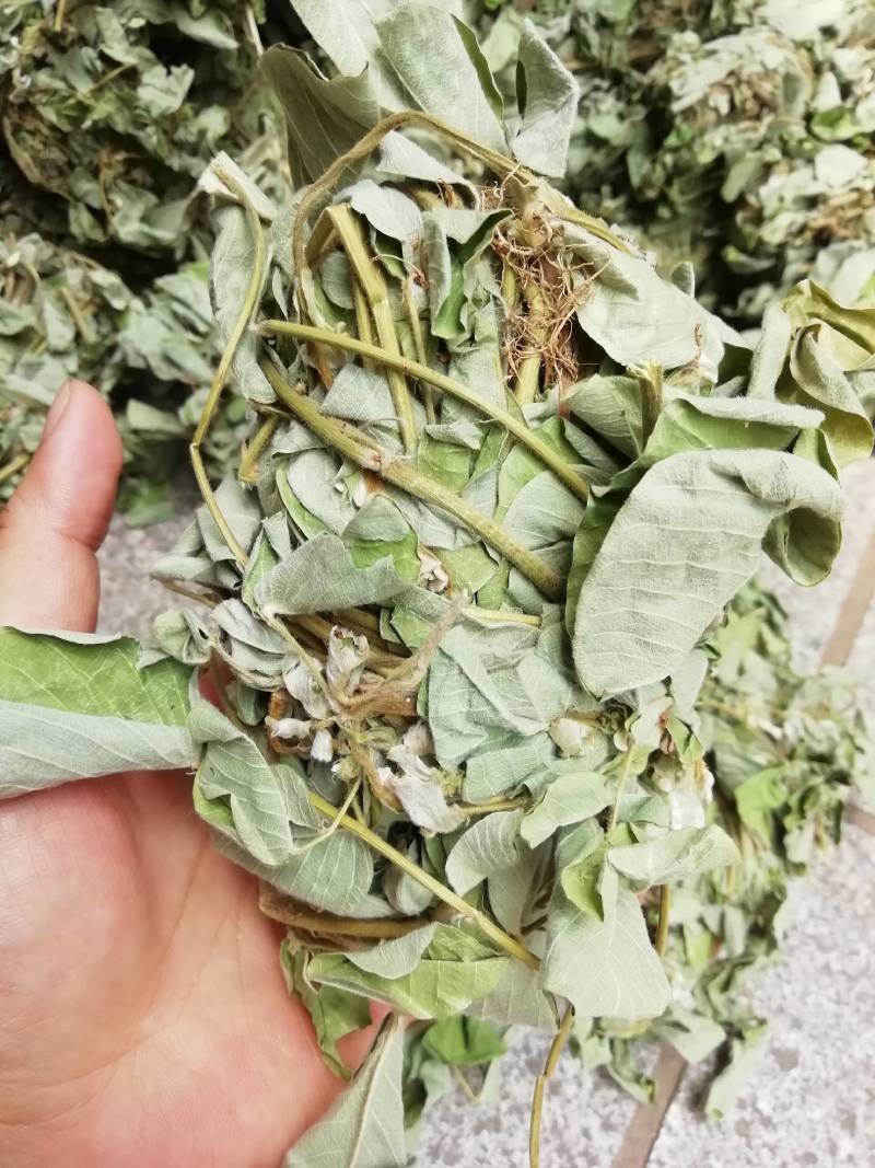 广西新货金钱草，扎把金钱草批发加零售