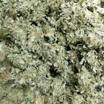 广西新货金钱草，扎把金钱草批发加零售