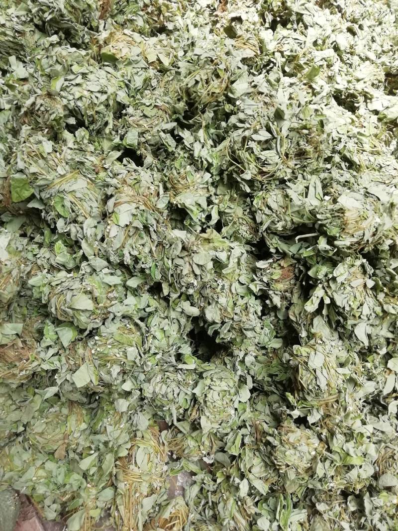 广西新货金钱草，扎把金钱草批发加零售