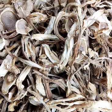 鹿茸菇