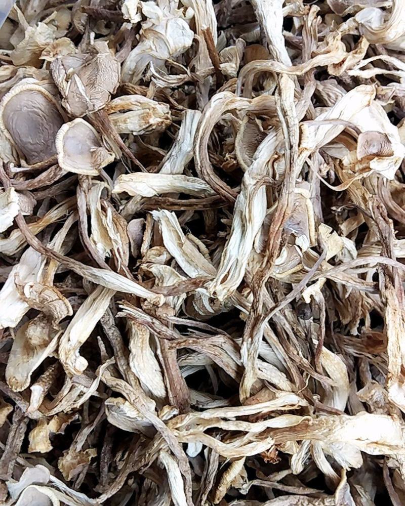 鹿茸菇