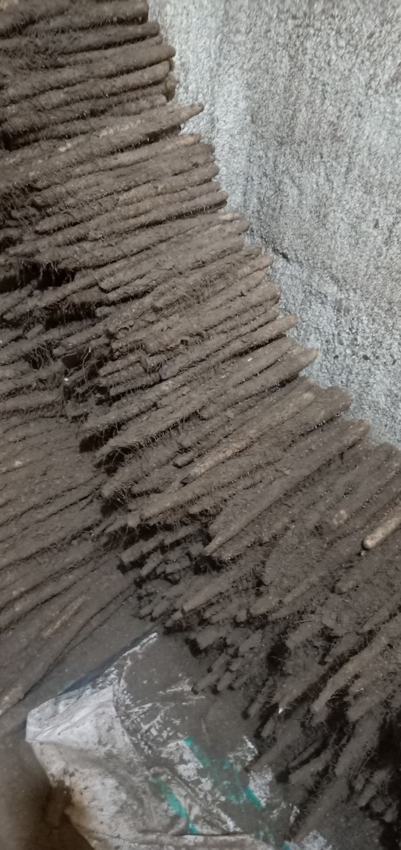 河北沙地棒药
