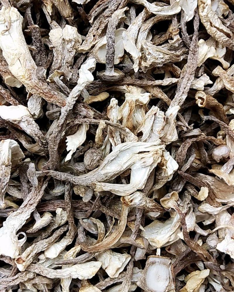 鹿茸菇