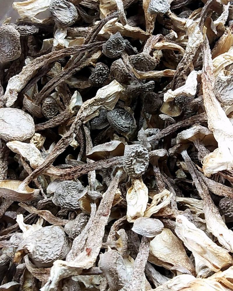 鹿茸菇