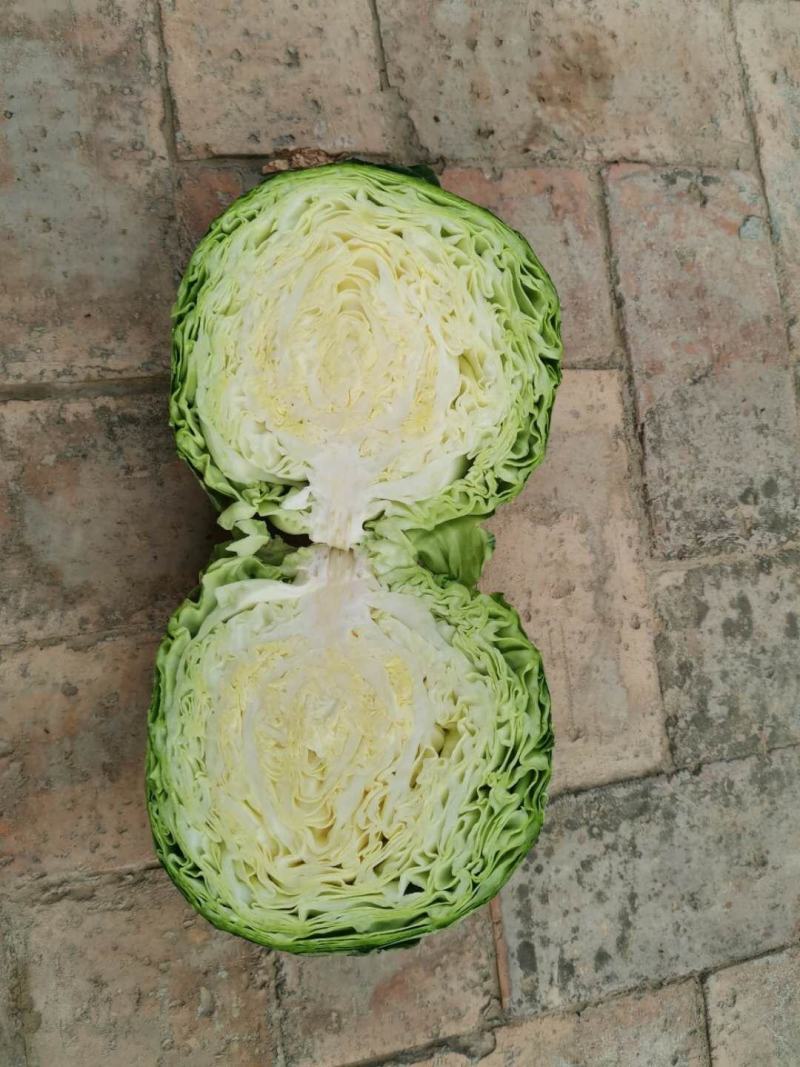 甘蓝大量供应，颜色碌，耐运输