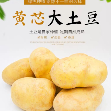 大凉山糯土豆，炒着吃脆，煮着吃糯