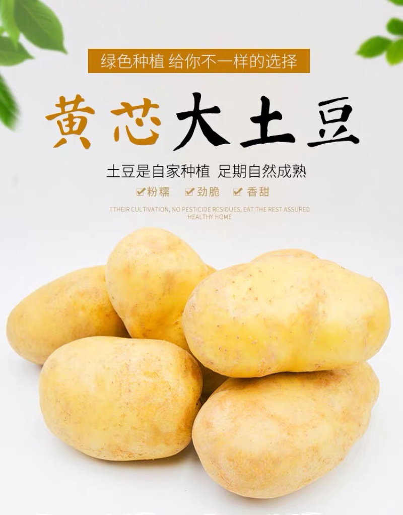 大凉山糯土豆，炒着吃脆，煮着吃糯