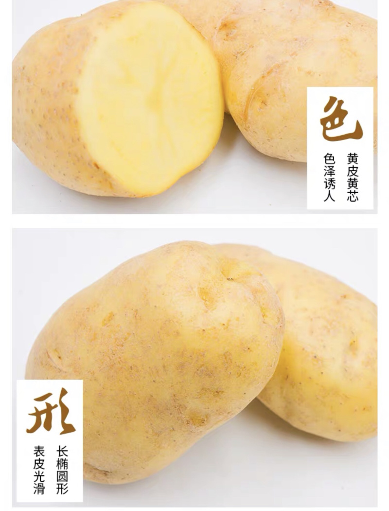 大凉山糯土豆，炒着吃脆，煮着吃糯