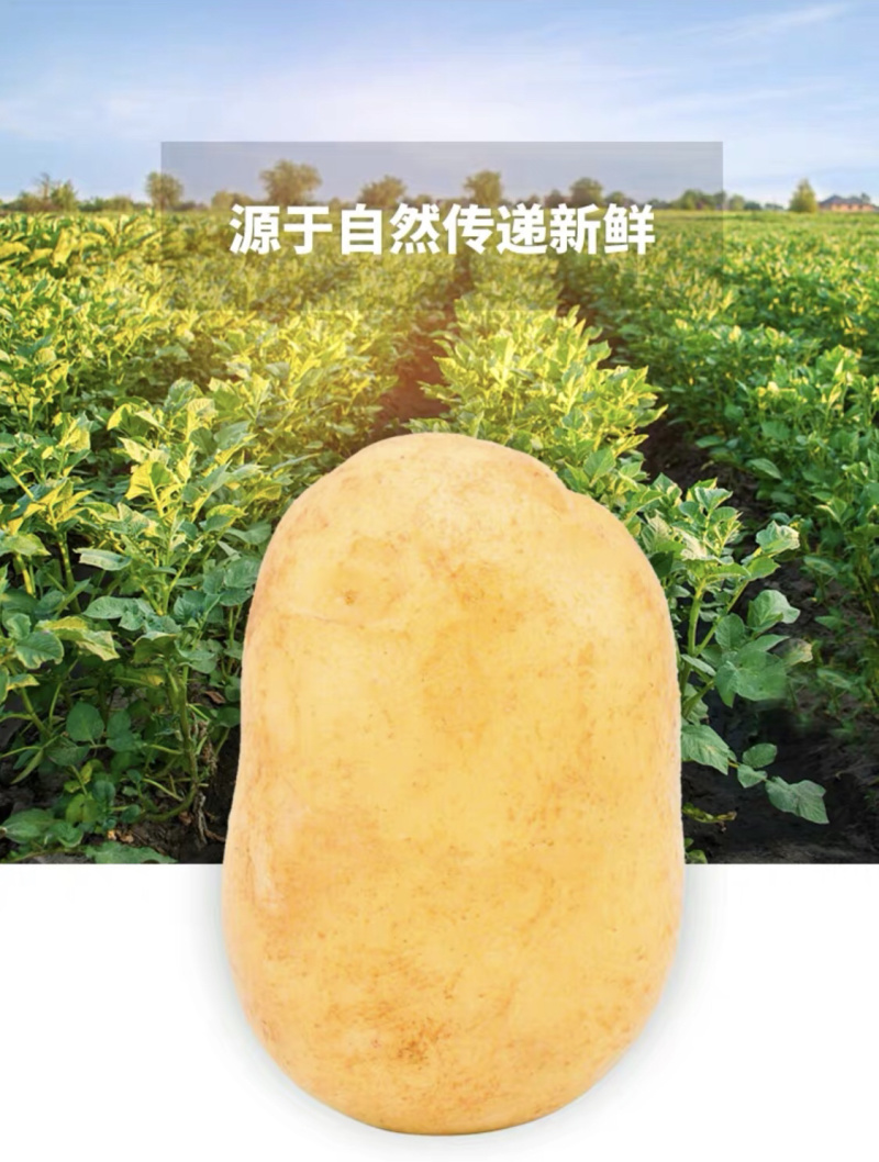 大凉山糯土豆，炒着吃脆，煮着吃糯