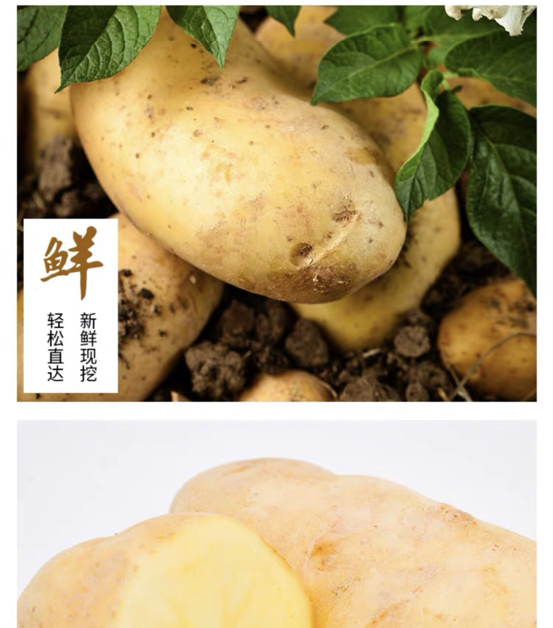 大凉山糯土豆，炒着吃脆，煮着吃糯