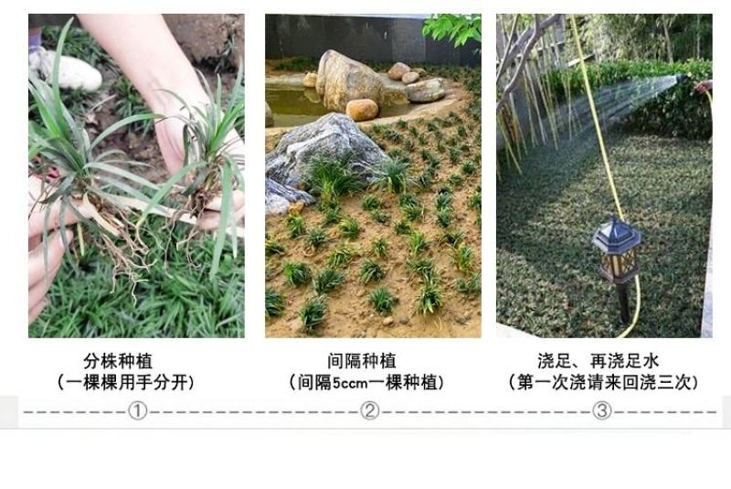 日本矮麦冬玉龙草花园植物四季常青长不高草苗庭院别墅绿化耐