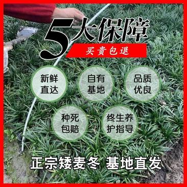 日本矮麦冬玉龙草花园植物四季常青长不高草苗庭院别墅绿化耐