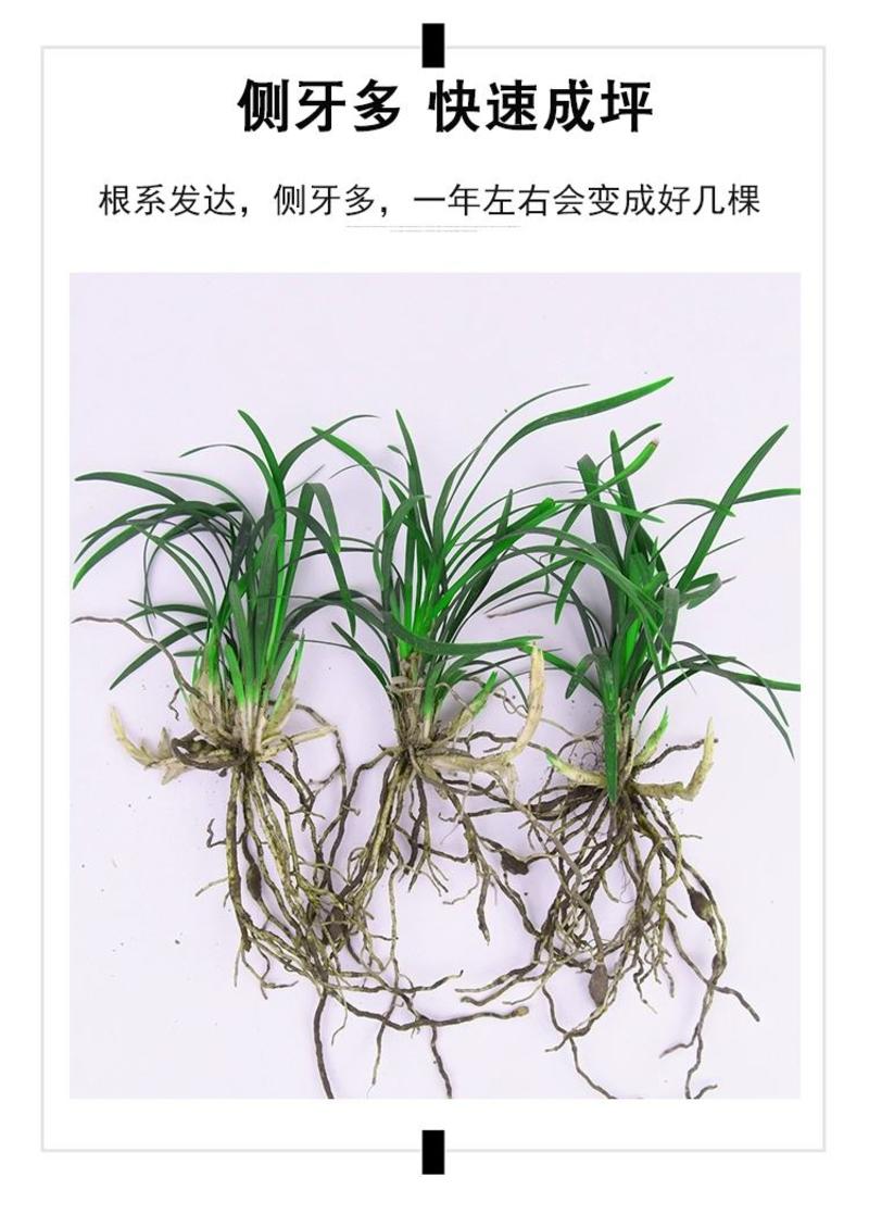 日本矮麦冬玉龙草花园植物四季常青长不高草苗庭院别墅绿化耐