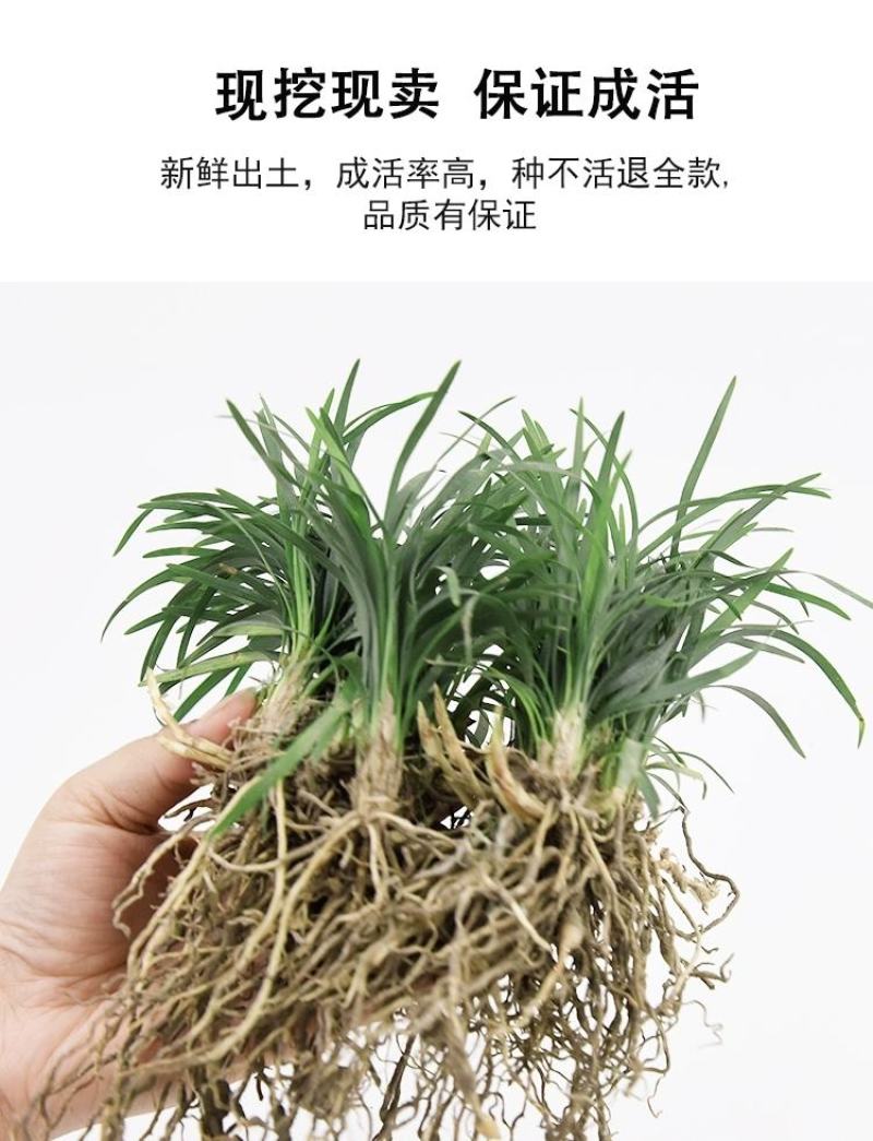 日本矮麦冬玉龙草花园植物四季常青长不高草苗庭院别墅绿化耐