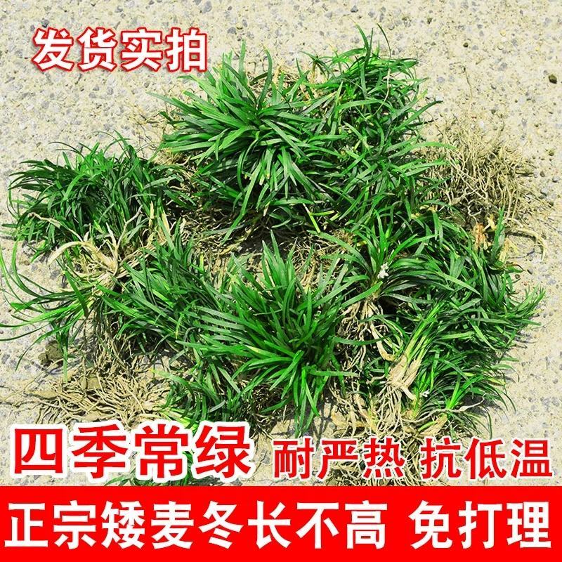 日本矮麦冬玉龙草花园植物四季常青长不高草苗庭院别墅绿化耐