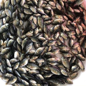 海南一号罗非鱼苗生长速度快，抗病能力强，品种优良，