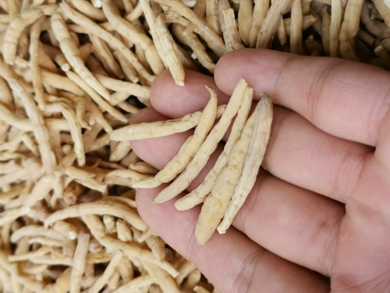【精品】剪头粗条太子参无硫不酸非常粉批发零售