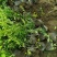 /金叶榆/金叶榆/榆树/金叶榆树苗/中华金叶榆全国发货