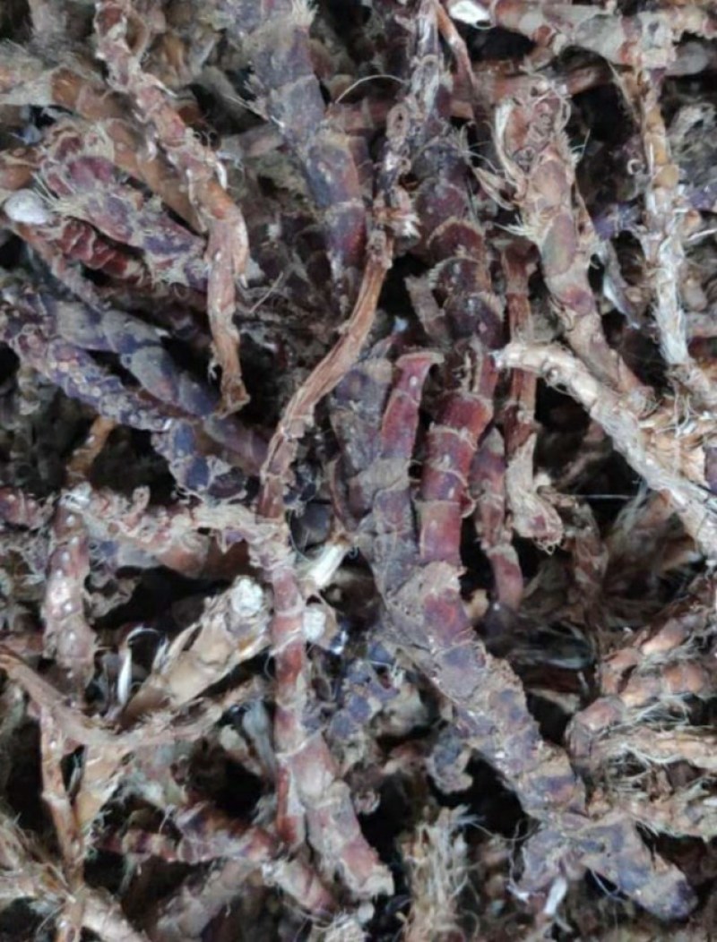 石菖蒲，纯野生溪流植物，水菖蒲气味芳香.含量高野生石菖蒲
