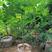 精品木瓜树，黄金木瓜，各种规格70-300cm