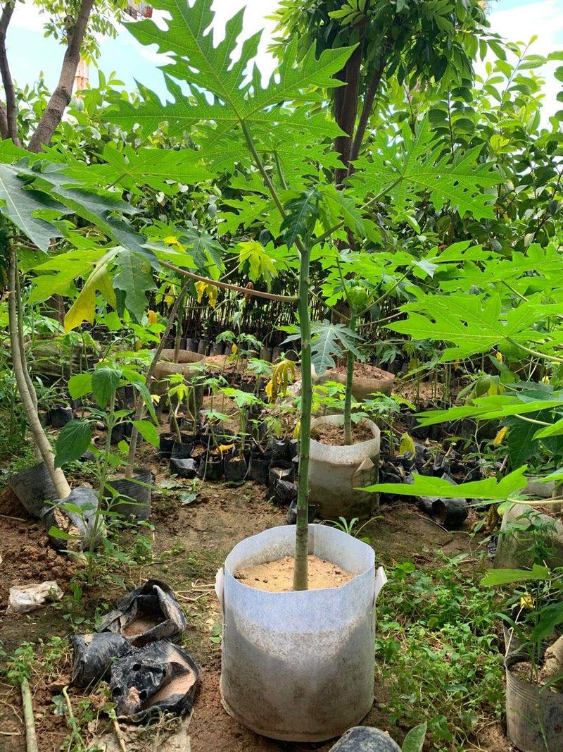 精品木瓜树，黄金木瓜，各种规格70-300cm
