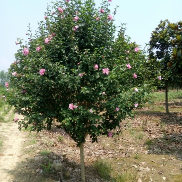 木槿红花木槿白花木槿混合花木槿