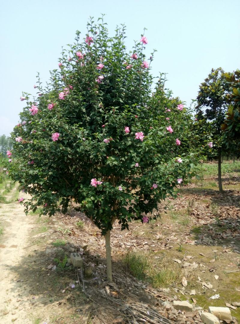 木槿红花木槿白花木槿混合花木槿