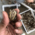 草龟苗2020年头苗好养还未开食手把手教批发零售