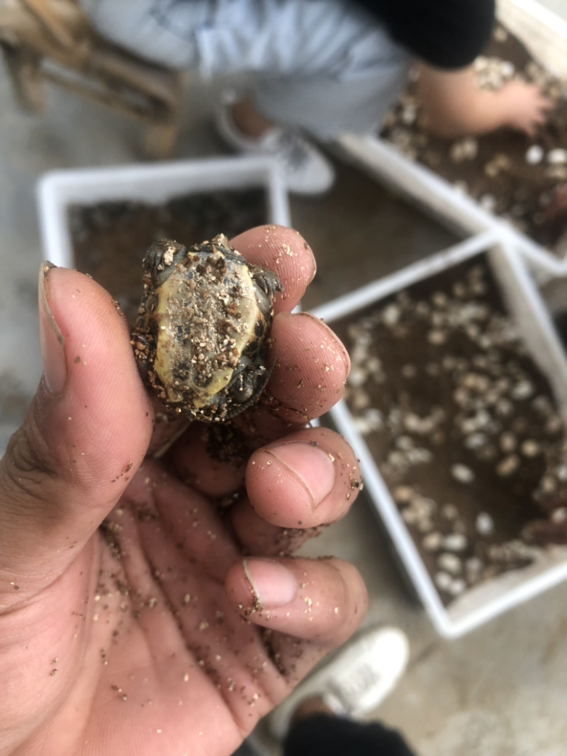 草龟苗2020年头苗好养还未开食手把手教批发零售