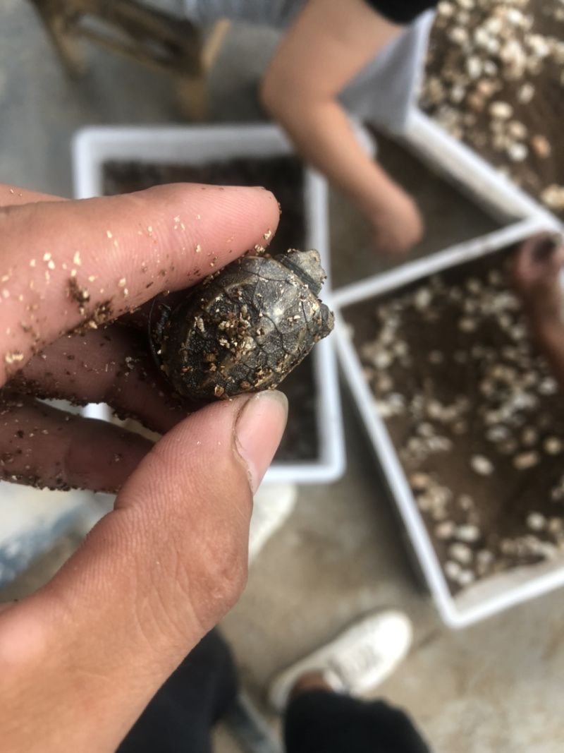 草龟苗2020年头苗好养还未开食手把手教批发零售