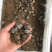 草龟苗2020年头苗好养还未开食手把手教批发零售