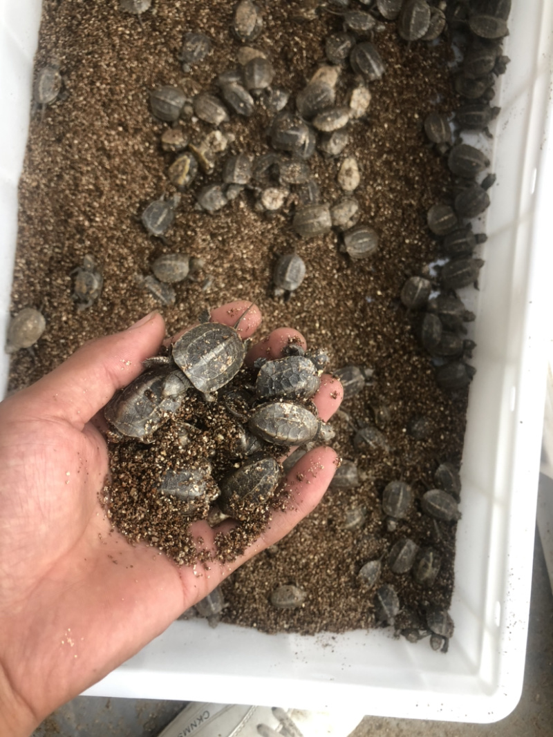 草龟苗2020年头苗好养还未开食手把手教批发零售