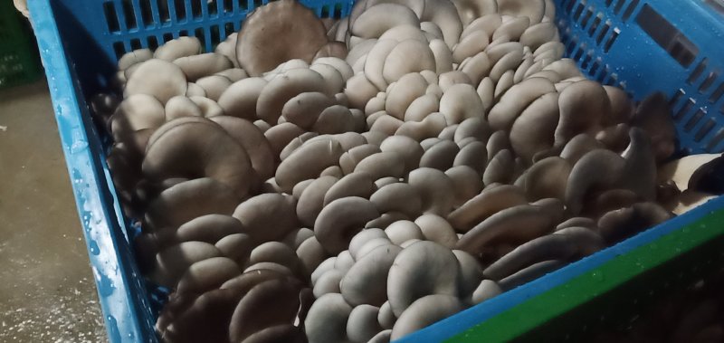 平菇