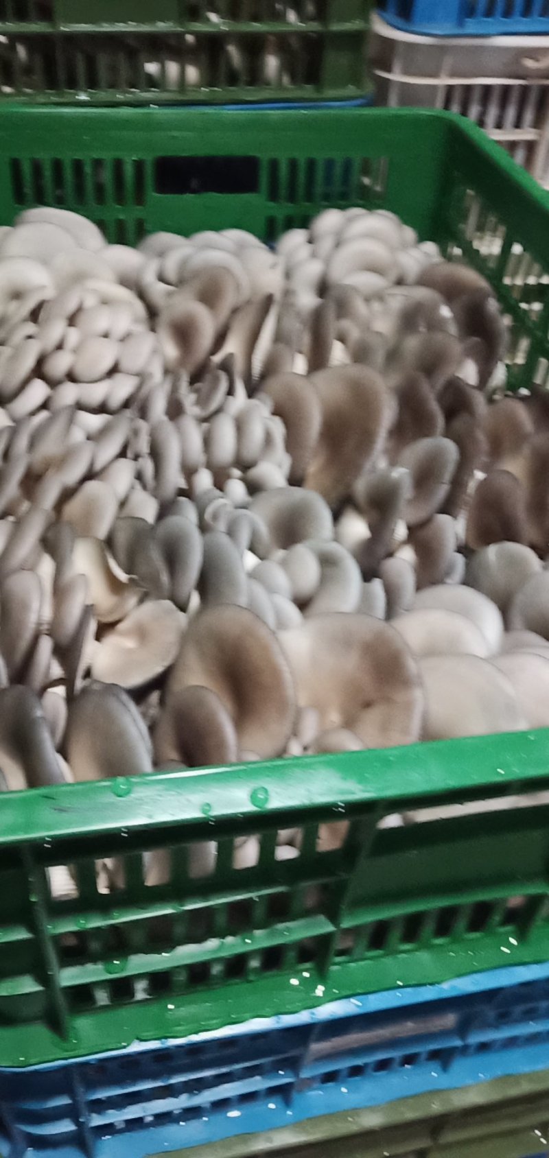 平菇