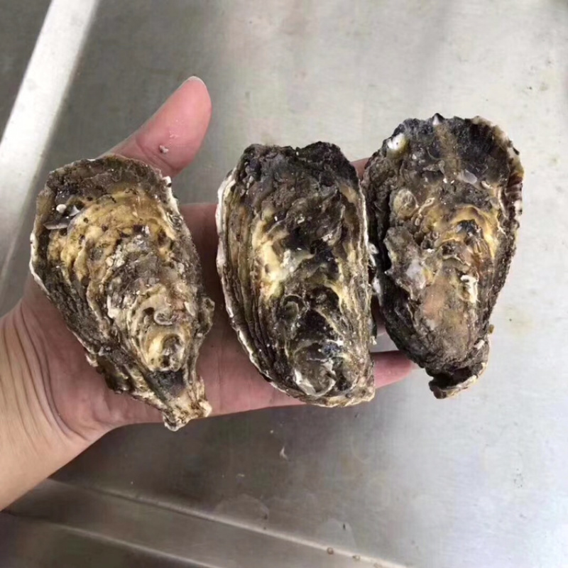 新鲜生蚝鲜活海蛎子烧烤贝类全壳蚝每天新鲜