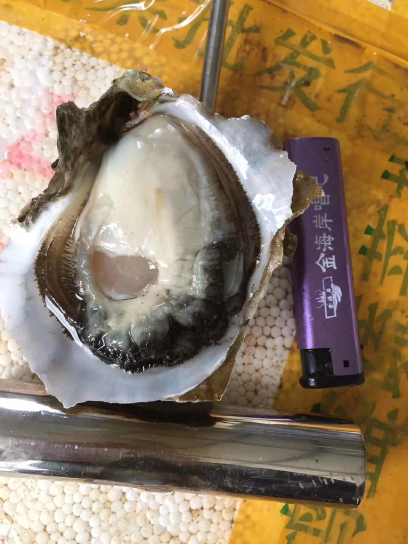 新鲜生蚝鲜活海蛎子烧烤贝类全壳蚝每天新鲜