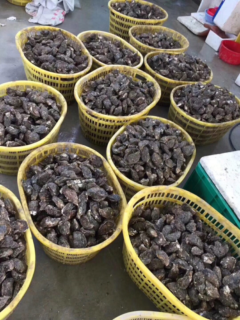 新鲜生蚝鲜活海蛎子烧烤贝类全壳蚝每天新鲜