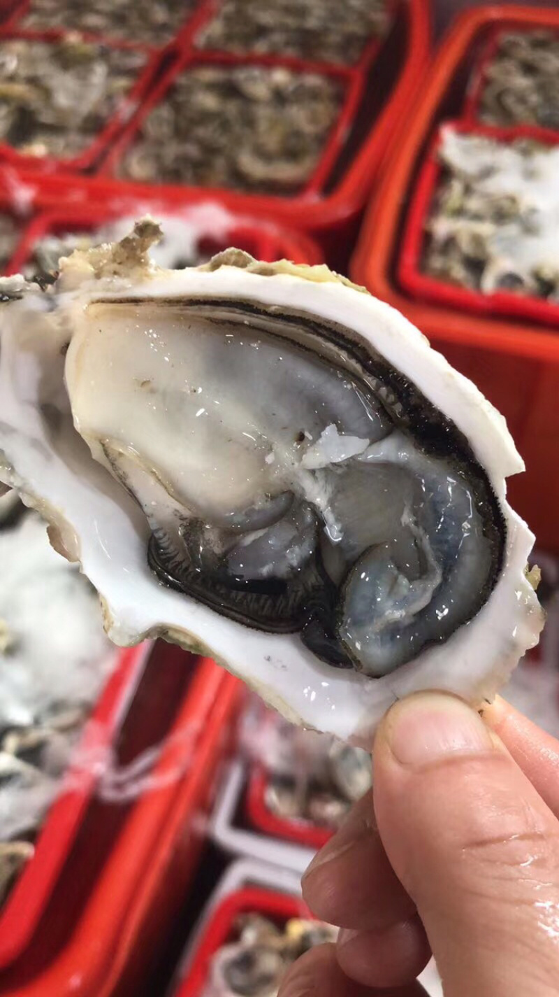 新鲜生蚝鲜活海蛎子烧烤贝类全壳蚝每天新鲜