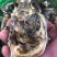 新鲜生蚝鲜活海蛎子烧烤贝类全壳蚝每天新鲜