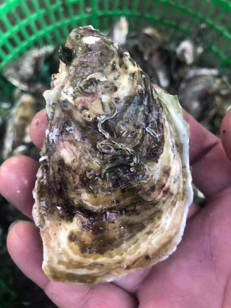 新鲜生蚝鲜活海蛎子烧烤贝类全壳蚝每天新鲜