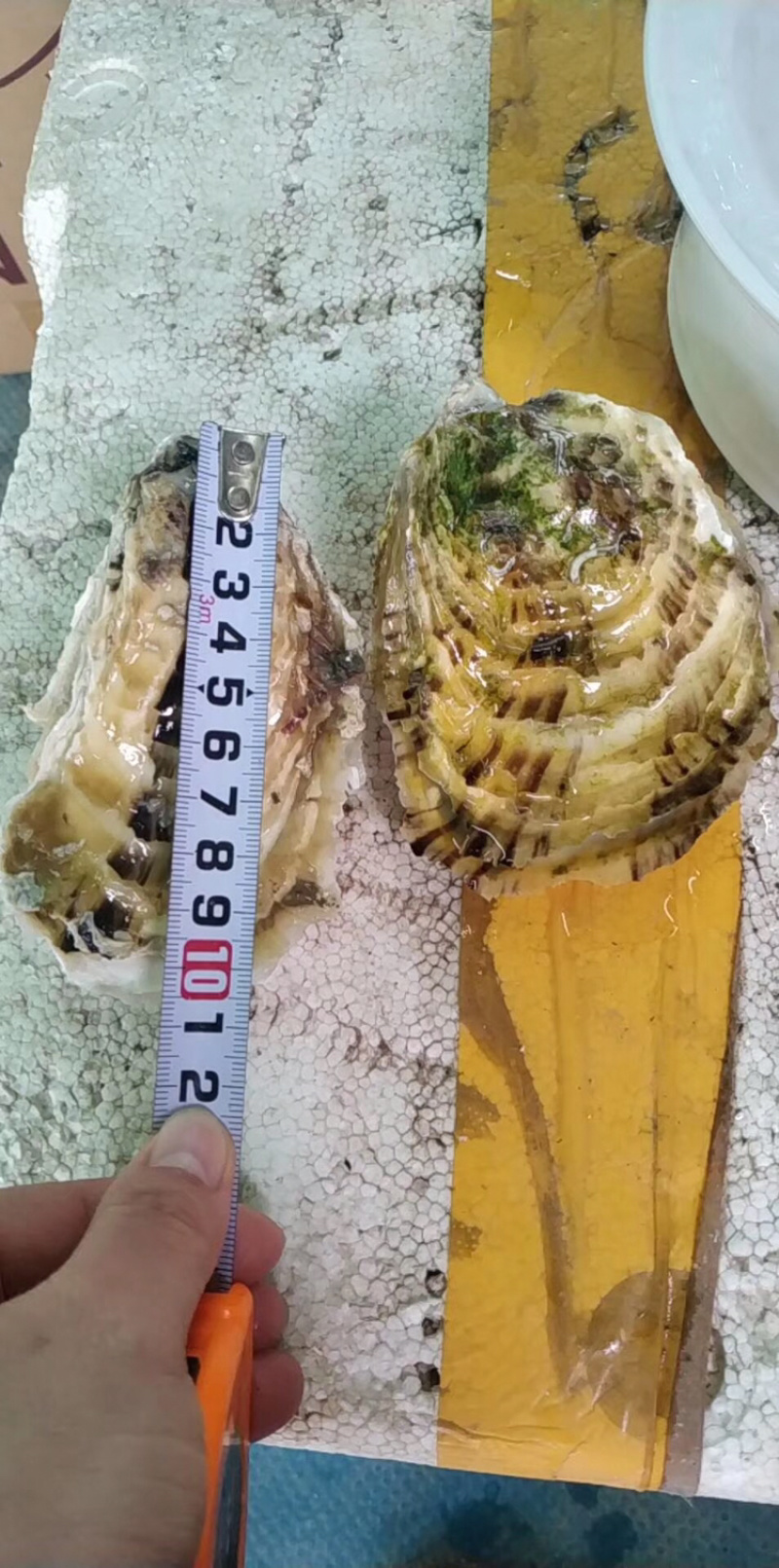 新鲜生蚝鲜活海蛎子烧烤贝类全壳蚝每天新鲜