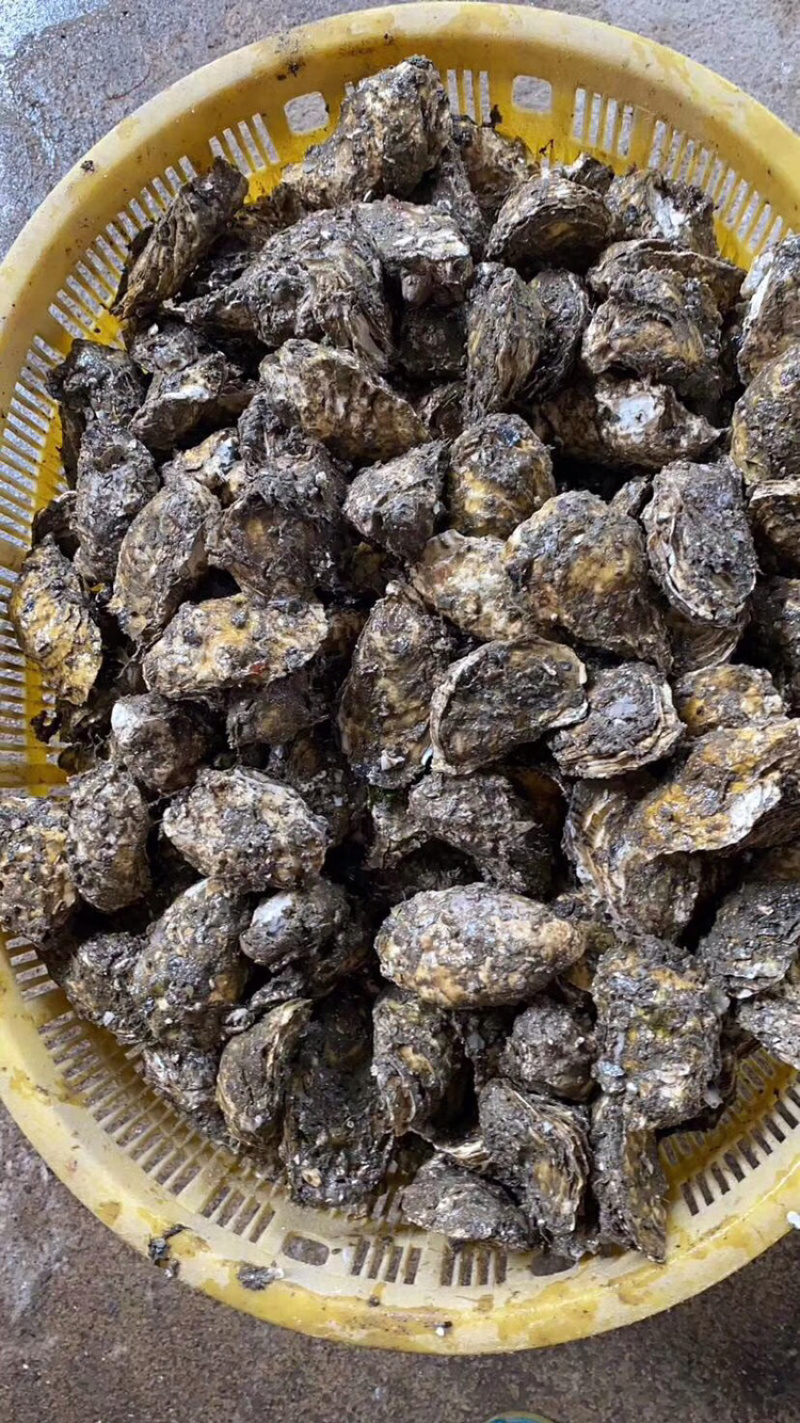 新鲜生蚝鲜活海蛎子烧烤贝类全壳蚝每天新鲜