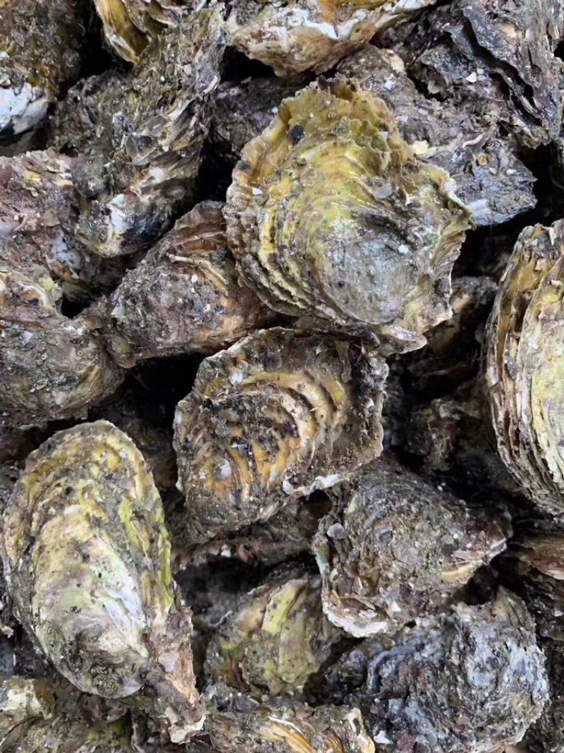 新鲜生蚝鲜活海蛎子烧烤贝类全壳蚝每天新鲜